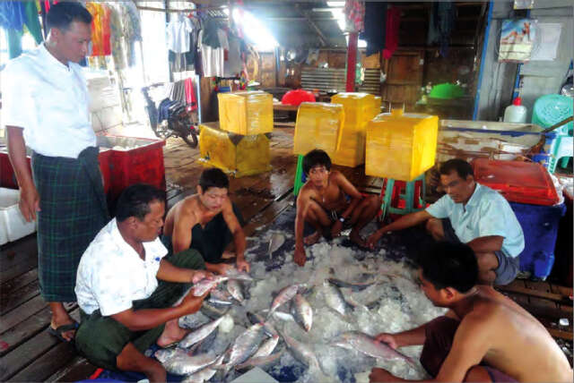 孟邦渔业局推出保护鲥鱼产卵的措施