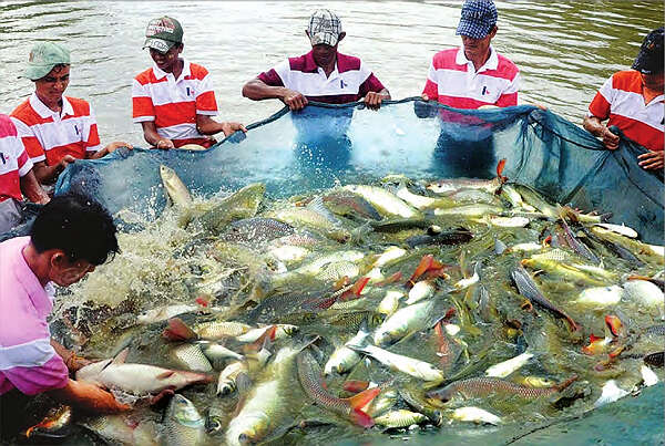 缅甸渔业协会开办培训班传授鱼虾饲养技术