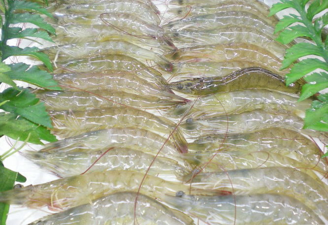 缅甸虾养殖场将投入运营