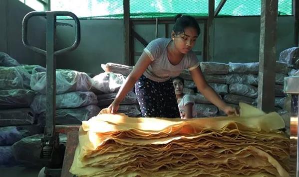 全球橡胶价格暴跌 缅甸出口不减反增