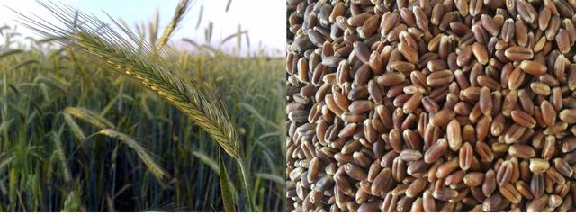 农产品市场不稳定，农民们自寻出路