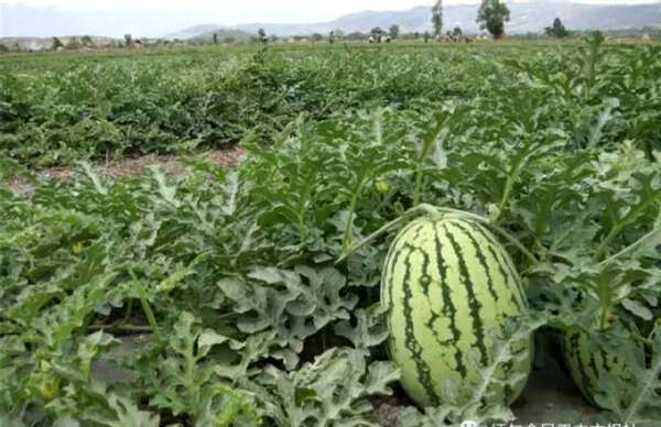 冬西瓜上市木姐车费也上涨