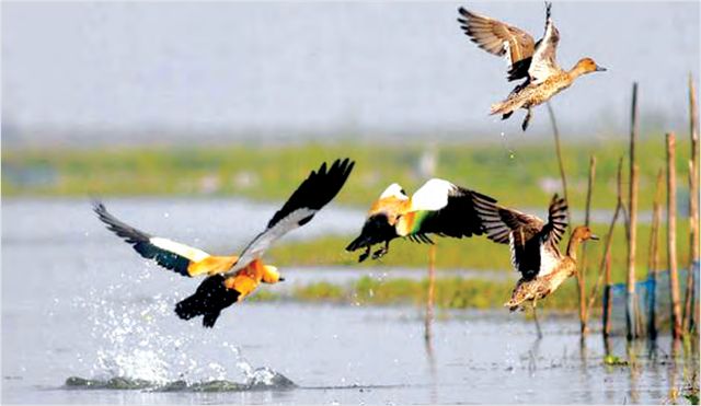 伯勒湖——候鸟们的栖息地