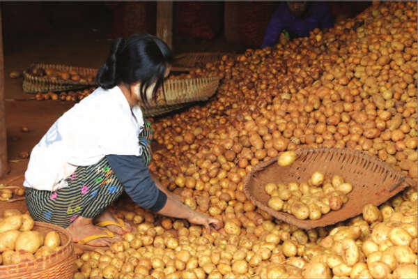 来自荷兰的马铃薯良种