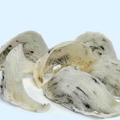 缅甸燕窝畅销中国、马来西亚及泰国