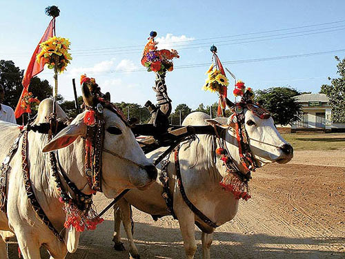 缅甸取消长达15年的活牛出口禁令