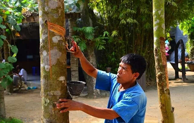 孟邦四万多英亩橡胶园申请贷款