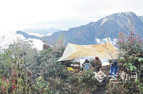 中缅联合科考采集近万物种 发表150多种新生物种