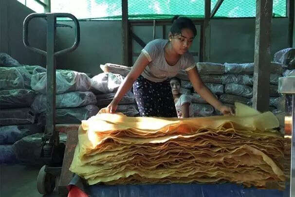 割胶季节开始胶价下滑胶农们忧心