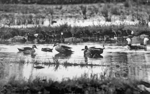 进入东达曼湖的候鸟群