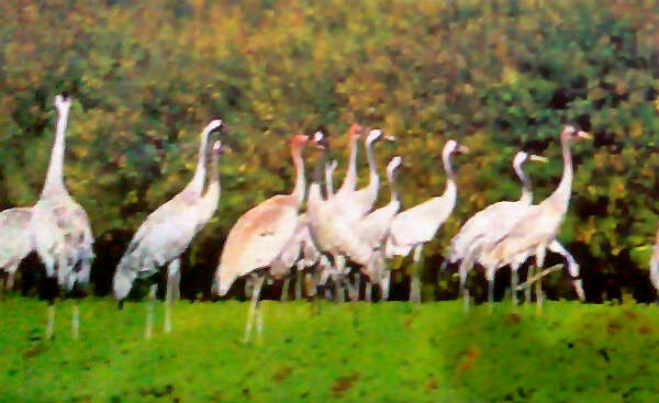 建议将伯力湖规划为“候鸟观赏区”