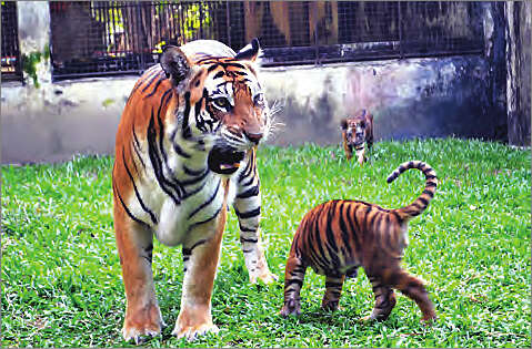 仰光动物园初生虎仔健康情况良好