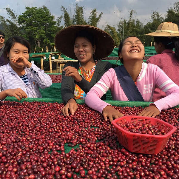 克伦邦将成立咖啡种植特区