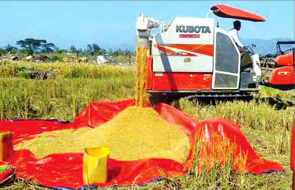 若开邦茂都地区雨季稻谷收割、出售工作即将结束
