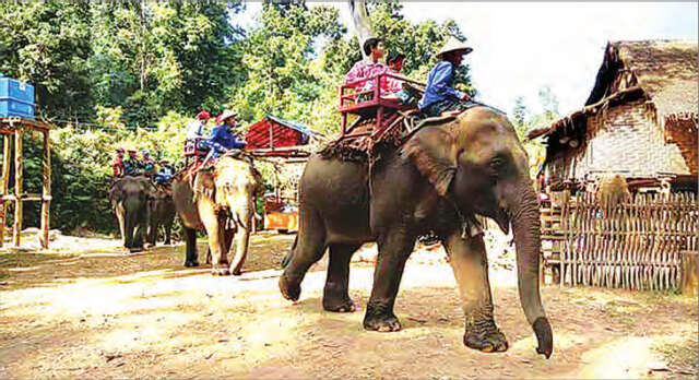 彬乌伦三级瀑布大象营地将在元旦之日开放