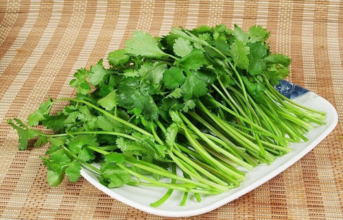 吃不吃香菜 原是基因决定