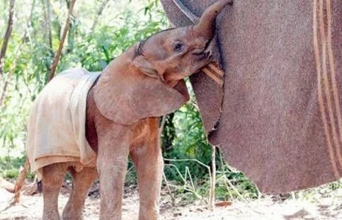 罕见寒冷天气来临 缅甸小象获赠毛毯安然度过