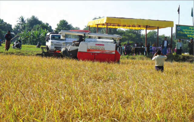 缅甸稻谷产量增加有望扩大出口