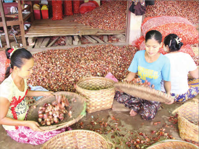 洋葱种籽涨价内比都地区种植面积减少