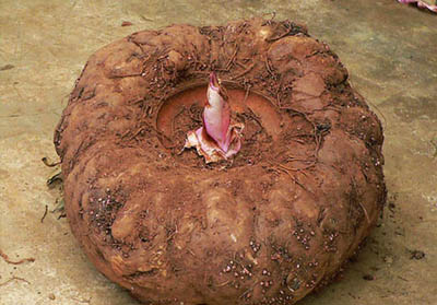 日本和中国出高价购买魔芋