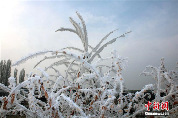 新疆焉耆县出现雾凇美景如画