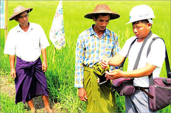 克钦邦茵都基地区种植有机稻谷已获成功