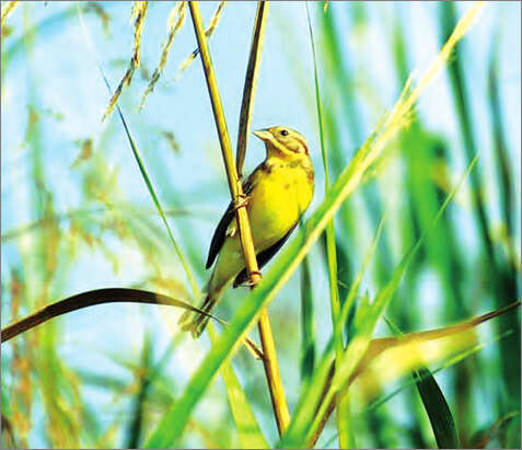 在缅甸过冬的一候鸟品种被定为濒危绝种的生物