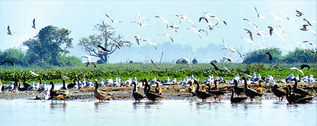 保护候鸟全民一致行动