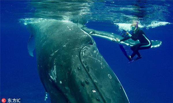 生物学家潜水遇鲨鱼 座头鲸霸气托举当护花使者
