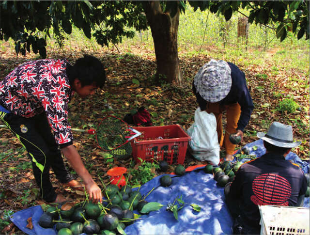 缅甸九个月内出口牛油果400多吨