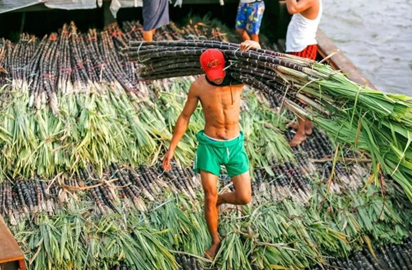 缅甸将投资6500万美元建糖厂