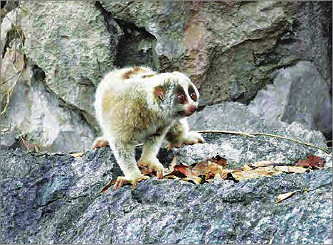 挽救濒临绝种的一种猴类动物——懒猴