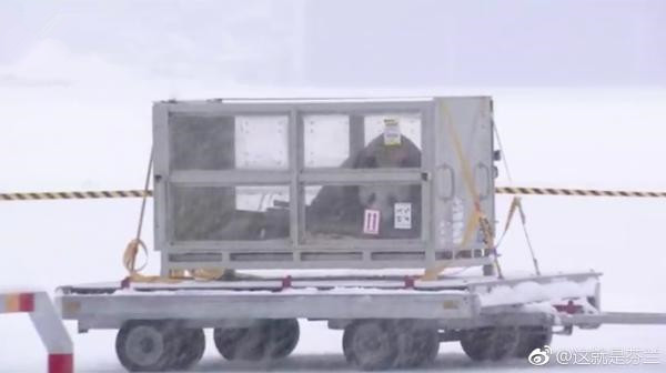 中国大熊猫“华豹”和“金宝宝”顺利运抵芬兰