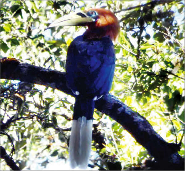 钦邦敏达县区发现12只班犀鸟群