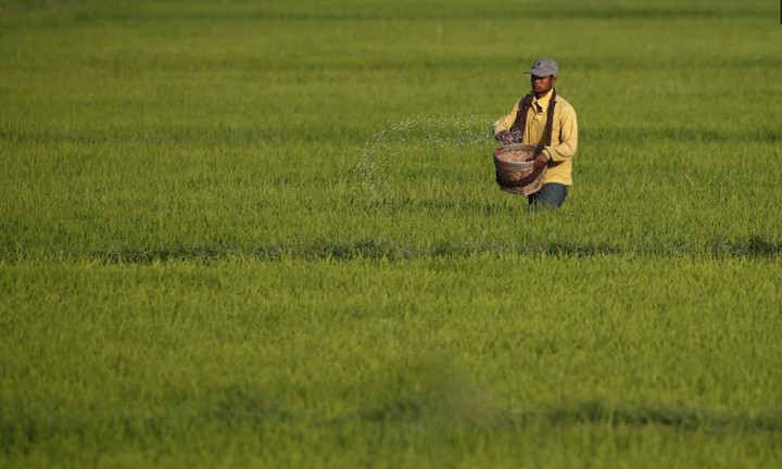 缅甸水稻产量连续十年保持稳定