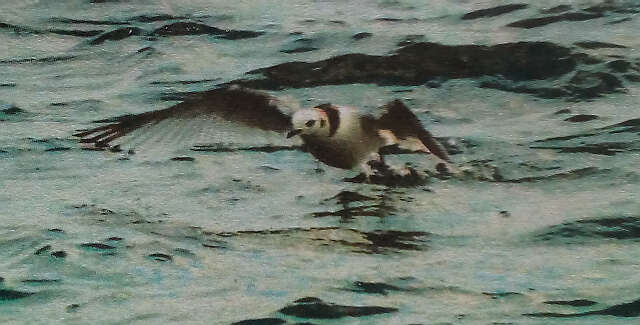 茵莱湖地区发现新型候鸟种类