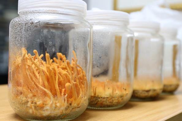 泰国人工培育冬虫夏草初见成效