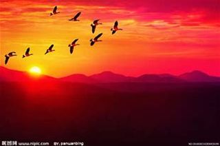 动物短句（叶国治）