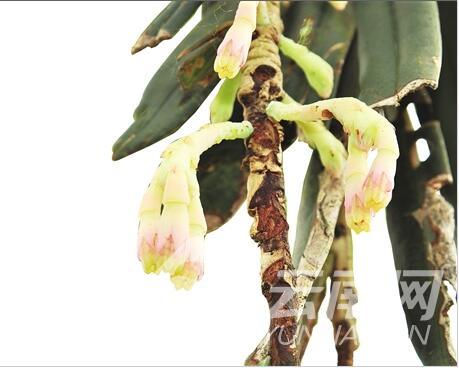 中缅联合科考发现葡萄天麻和树萝卜两个新物种