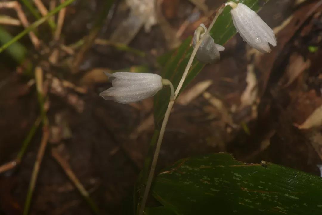 缅北又一植物新种---葡萄天麻
