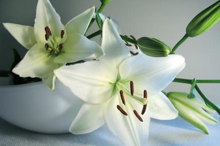 云南花企赴缅甸种植百合获突破