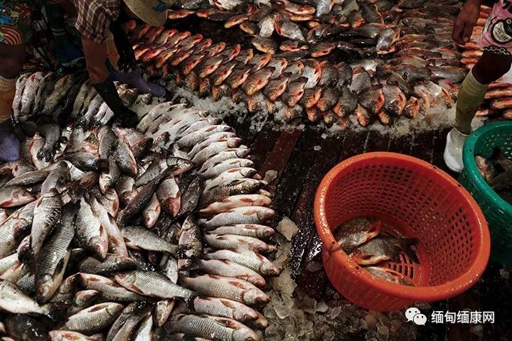 缅甸渔业出口收入超过5.35亿美元