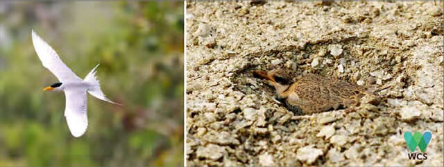 越来越稀少的燕鸥鸟亟需加强保护