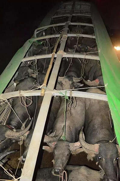 缅甸每天向中国输出牲口300多头