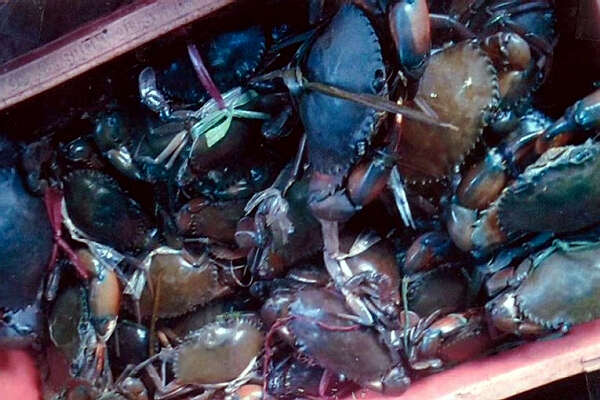 【新春走基层】缅甸鲜蟹活鱼“游”畹町