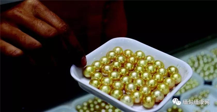 国际买家青睐缅甸金色珍珠 Myeik计划大规模生产