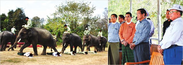 缅甸副总统视察多处大象营地