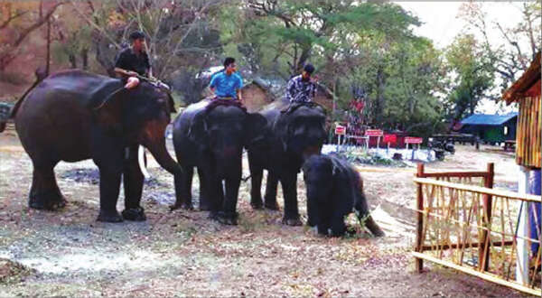 蒲甘良乌地区将新开办一大象营地，发展旅游业工作
