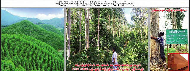 一些公司刊登广告号召民众种植速成硬木树种