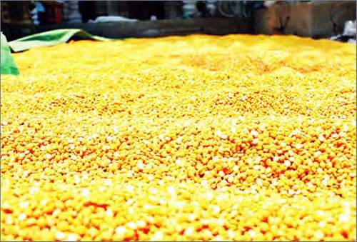 缅甸的鹰嘴豆获得世界市场的4.25%的配额